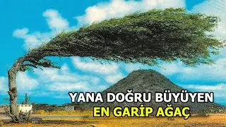 Bulması Çok Nadir! Bildiğinizden Çok Farklı Olan En Garip 7 AĞAÇ