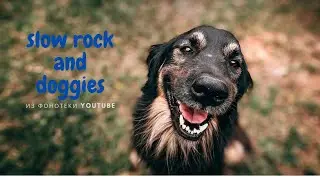 Mедленный Рок и Песики/slow rock and doggies