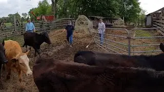 Stray heifers come back home & more cattle are sent to town!