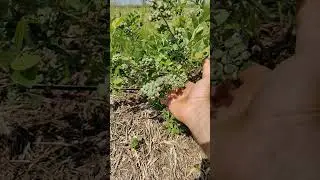 Норт Лэнд. Какой будет урожай с куста?