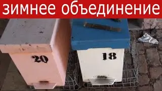 Объединение слабых отводков зимой с сохранением маток