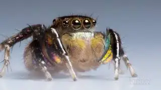 Jumping Spiders See with Rose-Colored Glasses