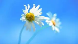 Batch - How To Ping A Range Of IP Addresses Using Windows BATCH FOR /L Command