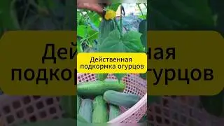 Действенная подкормка огурцов в августе!  