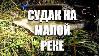 Подводная охота. Судак на малой реке.