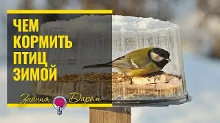 ЧЕМ КОРМИТЬ ПТИЦ ЗИМОЙ