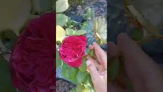 Роза Алан Сушон в саду