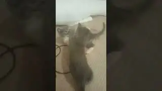 котята играют