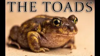 Toadally Wicked Spadefoot Toads| Cute Faces, Shovel Feet, The COOLEST Amphibian In The World!