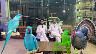 Multan Sunday Birds Rasheedabad 12 August 2024