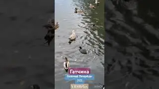 В Гатчинском парке #петербург #гатчина #осеннийпарк #царскаярезиденция #впарке