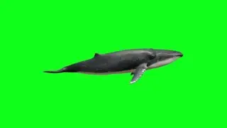 Big Whale Fish Green Screen Background video HD Footage