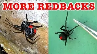 Scary Redback Spider Infestation Found Lets Investigate