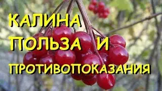 Калина полезные свойства и противопоказания.