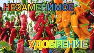 ТОЛЬКО ЭТИМ УДОБРЕНИЕМ ПОДКАРМЛИВАЮ РАССАДУ! ПЕРЕЦ, ТОМАТЫ, ПОМИДОРЫ, БАКЛАЖАН, КАПУСТА, ЛУК, ОГУРЦЫ