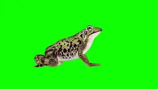 Frog Eating Green Screen Loopable | Frog 🐸 Green screen copyright free | animal Green screen Video