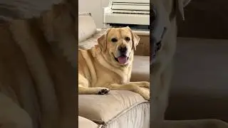 Какой он хитрый😁