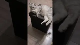 Кошачье счастье