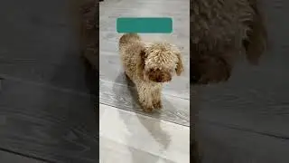 #тойпудель