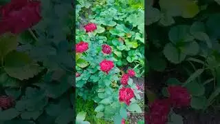 хандестат росток омаж барбара