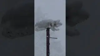 Сніг, snow #shorts