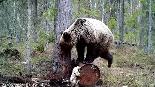 МОЛОДОЙ МЕДВЕДЬ ТАНЦУЕТ НА БОЧКЕ ОТ РАДОСТИ! Новые кадры с фотоловушки BG-310.