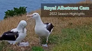 2022 Royal Albatross Cam Highlights | DOC | Cornell Lab