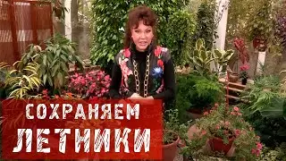 Летники - Сохраняем до весны