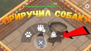 Попытался приручить собаку! Еще на версии 1.5.9 !Last Day on Earth: Survival