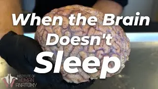 Why Sleep Is Important | Institute of Human Anatomy