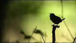 Звуки Птиц под Спокойную МелодиюㅣМузыка Природы, Релакс для Души