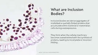 Inclusion Bodies & Protein Purification Unveiling the Mechanisms for Enhanced Expression & Recovery