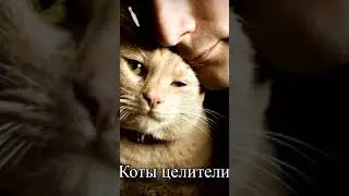 коты целители