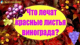 Что лечат красные листья винограда?