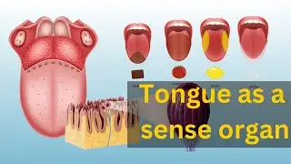 Tongue sensory organ, sensory organs tongue anatomy and physiology, function of tongue physiology