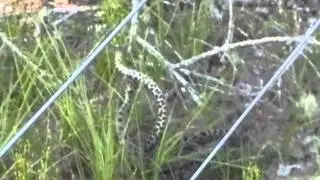 Pygmy Rattlesnake Combat