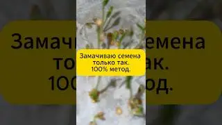 100% метод замачивания семян 