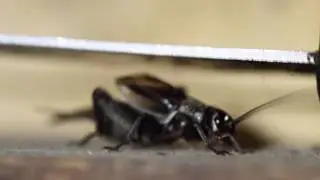 Поёт сверчок
