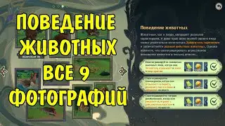 Поведение животных Сумеру 9 фотографий | Animal Behavior 9 photos Genshin Impact