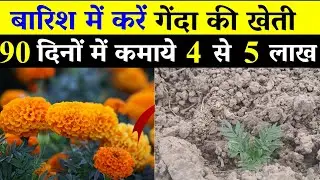 बरसात में गेंदा फूल की खेती कैसे करें | Genda Phool Ki Kheti Kab Aur Kaise Karen |