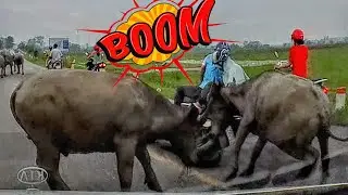BUFFALO RAMS BIKE! CLOSE CALLS, EPIC, ANGRY & KIND MOTO MOMENTS [Ep.#33]