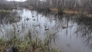 ВЕЧЕРНЯЯ ОХОТА НА СЕЛЕЗНЯ У РУЧЬЯ. СЕЛЕЗЕНЬ ДОБЫТ.