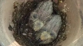 Two, 5 days old homing pigeons in the flower pot on balcony