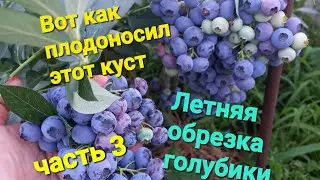 Обрезка ЗАГУЩЕННОГО взрослого куста голубики