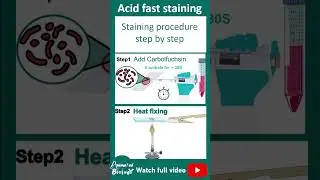 Acid fast staining  | microbio in 1 minute