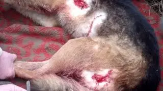 Кабан порвал собаку (wild boar tore dog) !