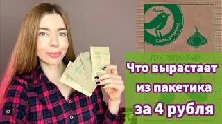 САМЫЕ ДЕШЕВЫЕ СЕМЕНА ИЗ АШАНА. Можно ли что-то вырастить из них