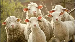 Блеяние (голоса) овец, коз и ягнят/Bleating (voice) of sheep, goats and lambs.