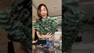How to Keep Eucalyptus Fresh: Tips for Long-Lasting Home Fragrance and Shower Reveal #hometips #home