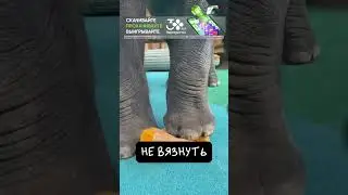 Слоны Ходят На Каблуках 👠